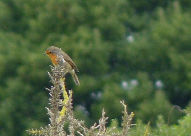 Pisco-de-peito-ruivo