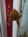 Aranha-de-cruz-pálida