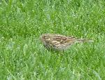 Aves