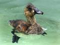 Pato