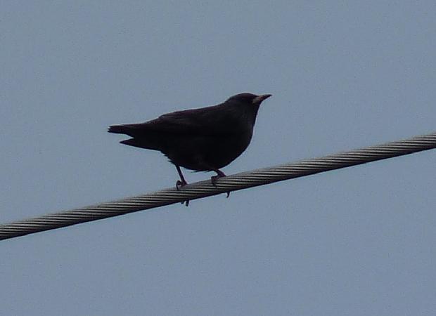 Estorninho-preto