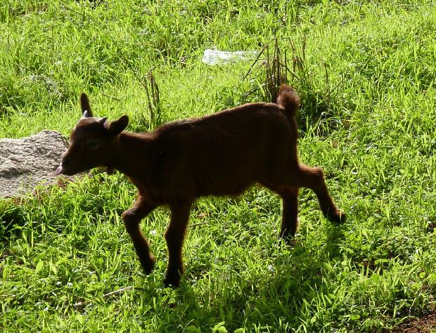Cabrito