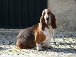 Cães