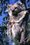 Koala <i>(Phascolarctos cinereus)</i>