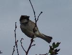 Aves