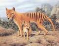 Tigre da Tasmânia