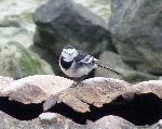 Aves