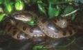 Anaconda