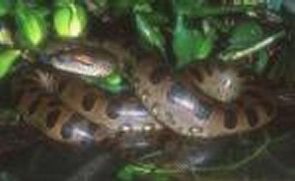 Anaconda