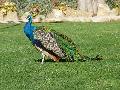 Pavão