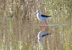 Aves