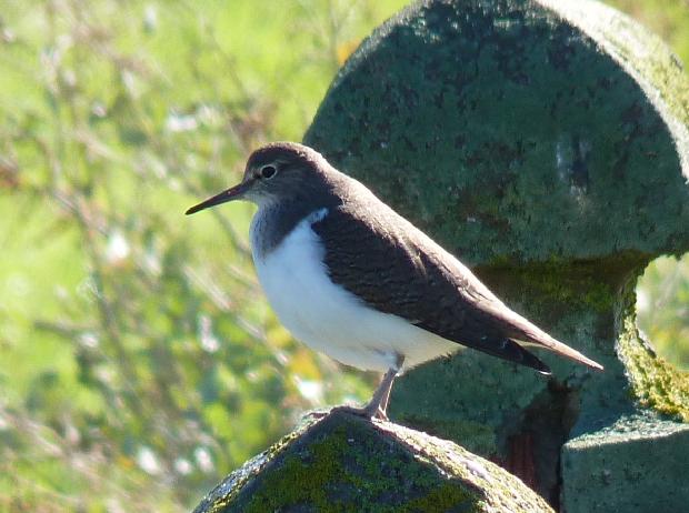 Maçarico-das-rochas