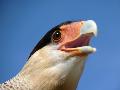Caracará