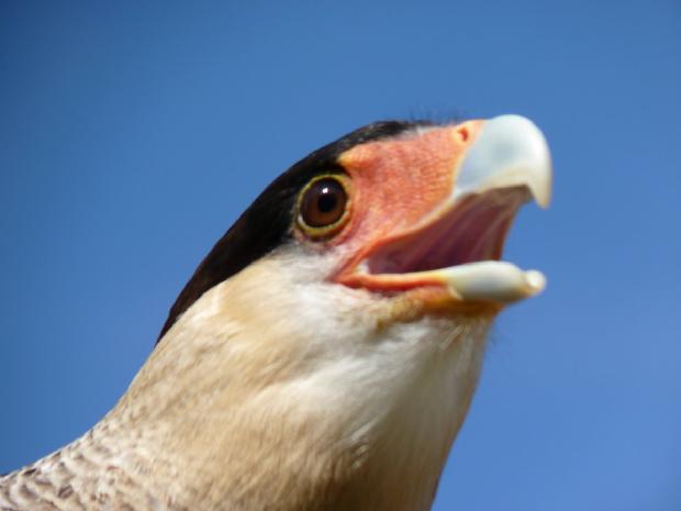 Caracará