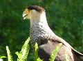Caracará