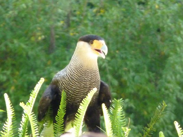 Caracará