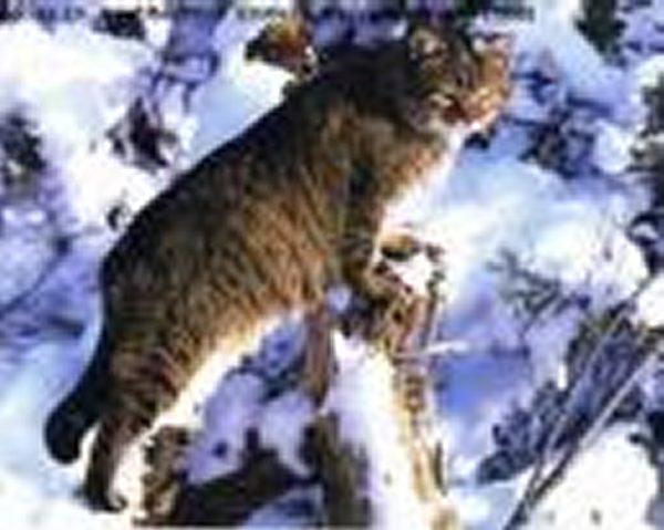Gato selvagem europeu