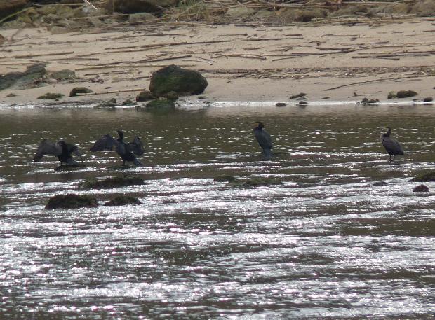 Corvos-marinhos-de-faces-brancas