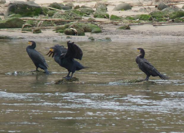 Corvos-marinhos-de-faces-brancas