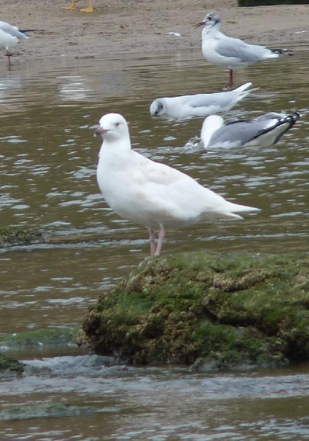 Gaivota-branca
