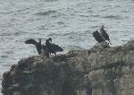 Aves