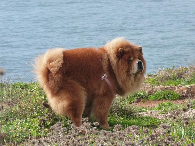 Chow Chow