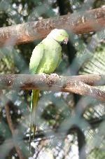 Aves