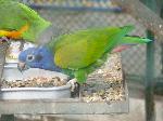 Aves