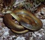 Cobra-rateira <i>(Malpolon monspessulanus)</i>