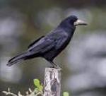 Aves