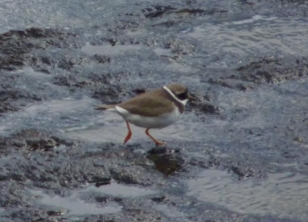 Borrelho-pequeno-de-coleira