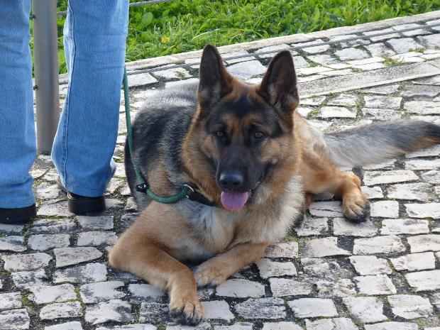 Cão de Pastor Alemão