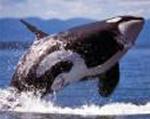 Orca <i>(Orcinus orca)</i>