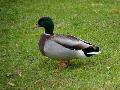 Pato-real