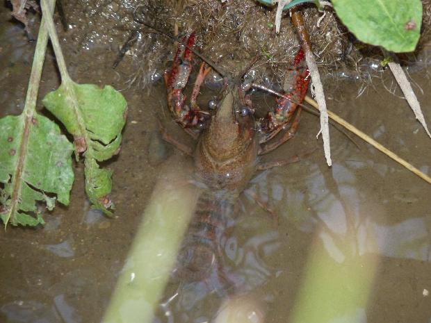 Lagostim-de-água-doce