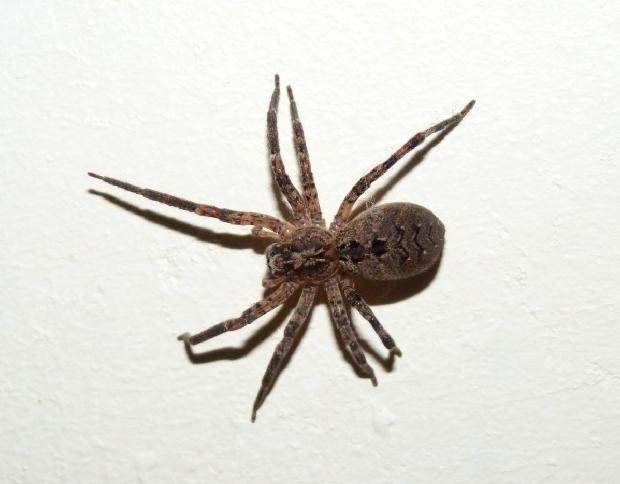 Aranha-lobo