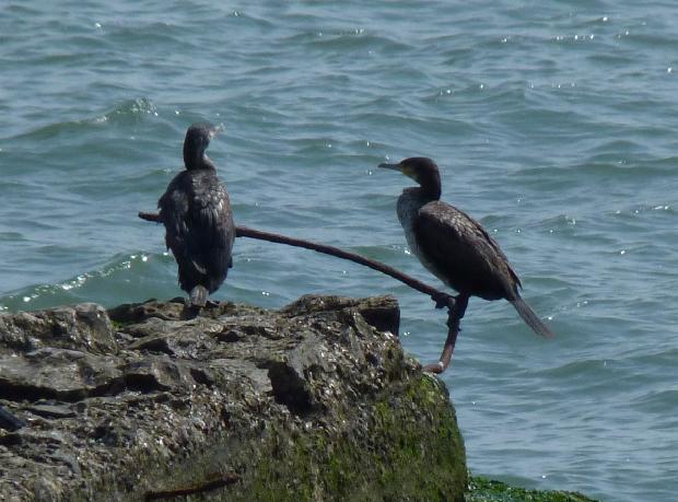 Corvos-marinhos-de-faces-branca