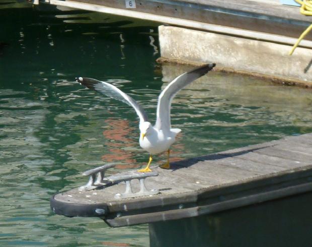Gaivota