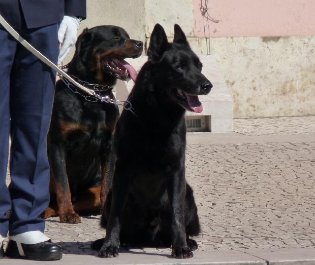 Pastor Belga - GNR