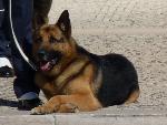 Cães