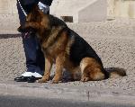 Cães