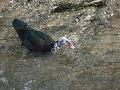 Pato-mudo