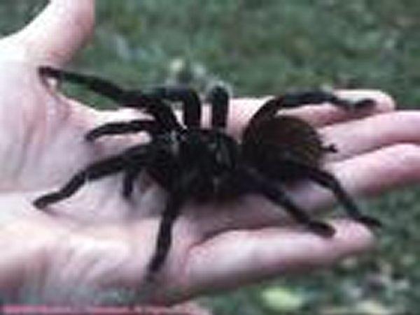 Tarantula