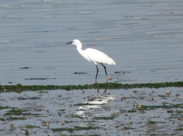 Garça-branca-pequena