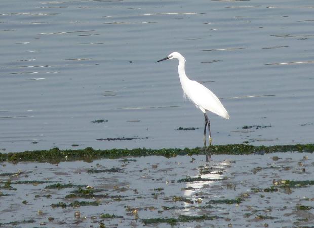 Garça-branca-pequena