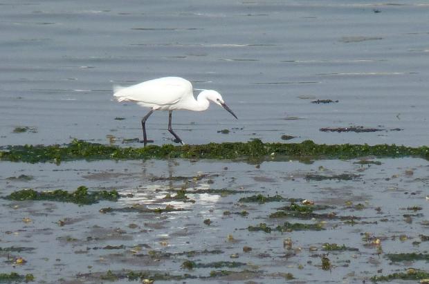 Garça-branca-pequena