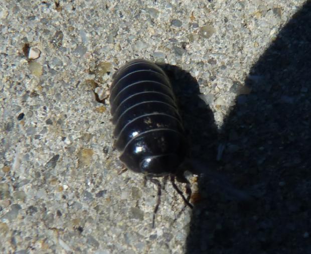 Bicho-de-conta
