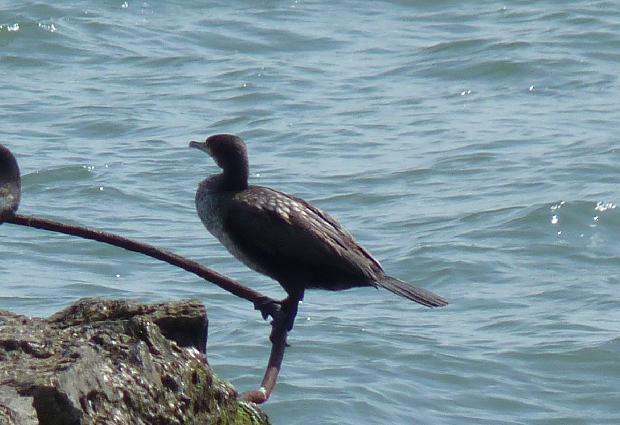 Corvo-marinhos-de-faces-branca