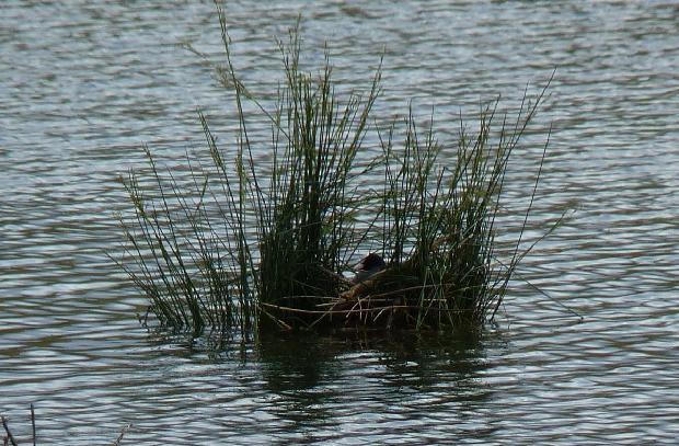 Ninho de galeirão-comum