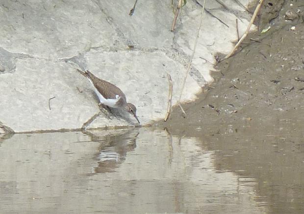 Maçarico-das-rochas